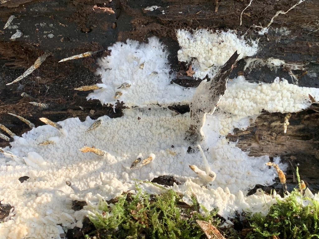 Ceraceomyces
