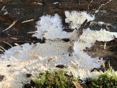 Crystallicutis serpens