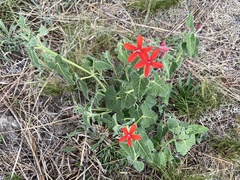 Oxypetalum coccineum