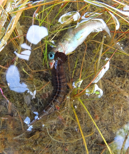 Great Diving Beetle, photo 4 of 10