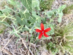 Oxypetalum coccineum