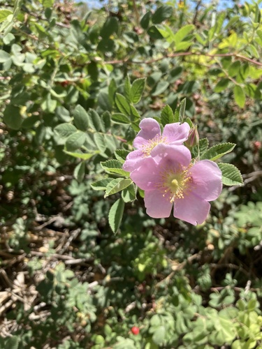 iNaturalist observation photo of California Wild Rose