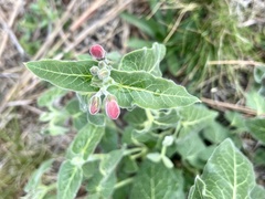 Oxypetalum coccineum
