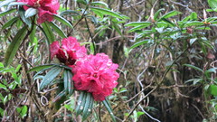Rhododendron arboreum