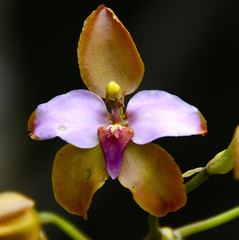 Cyrtochilum orgyale