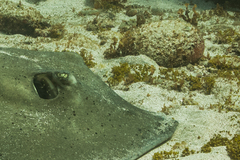 Hypanus berthalutzae