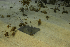 Hypanus berthalutzae