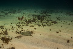 Hypanus berthalutzae