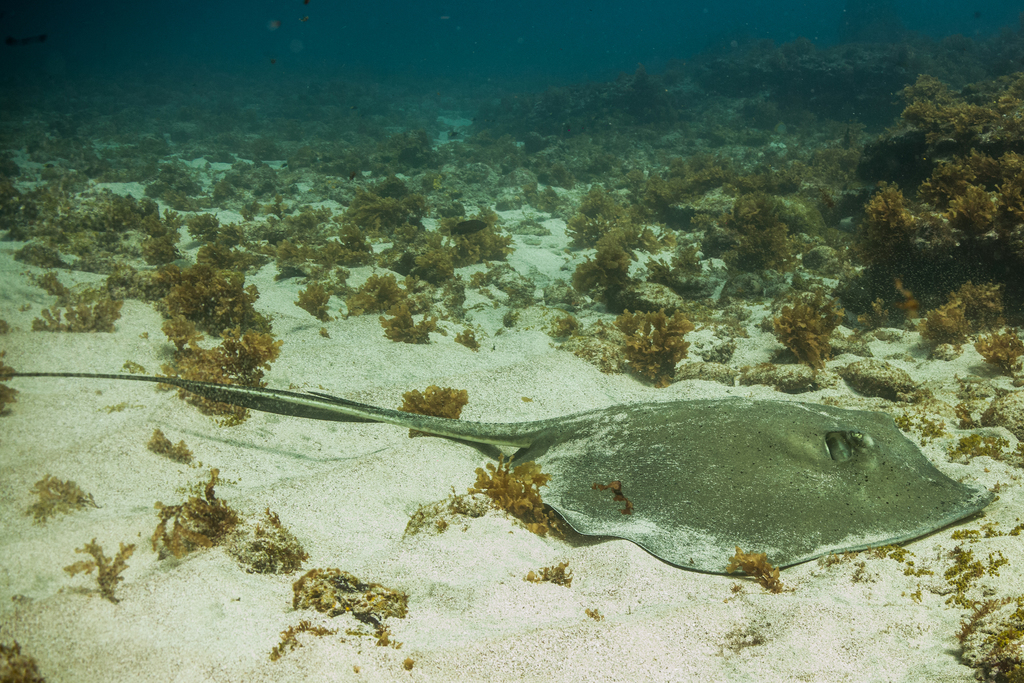 Lutz's Stingray