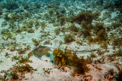 Hypanus berthalutzae