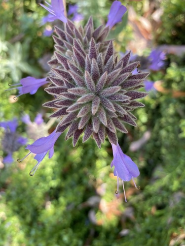 iNaturalist observation photo of purple sage