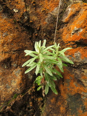Linochilus rosmarinifolius