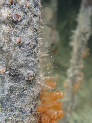 Plumularioidea