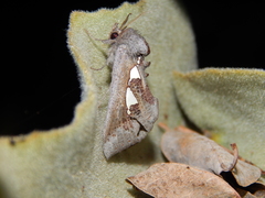 Antiophlebia bracteata