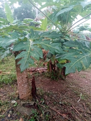Carica papaya