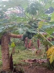 Carica papaya