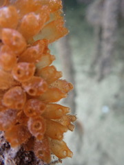 Ecteinascidia turbinata