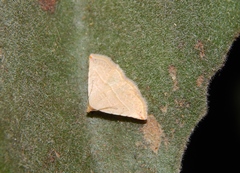 Eublemma gayneri