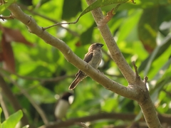 Lonchura leucogastroides