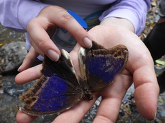 Eryphanis automedon