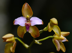 Cyrtochilum orgyale