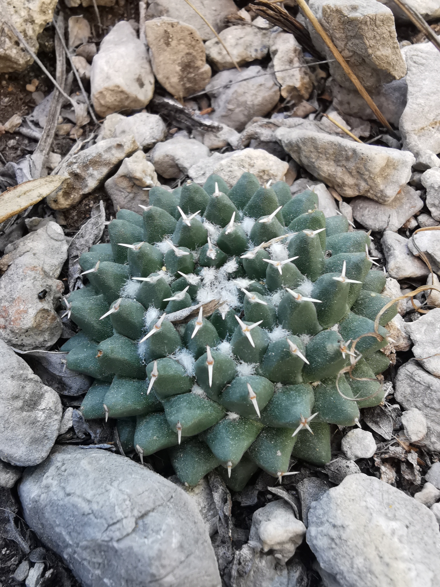 Mammillaria sempervivi  iNaturalist