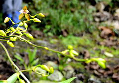 Cyrtochilum orgyale