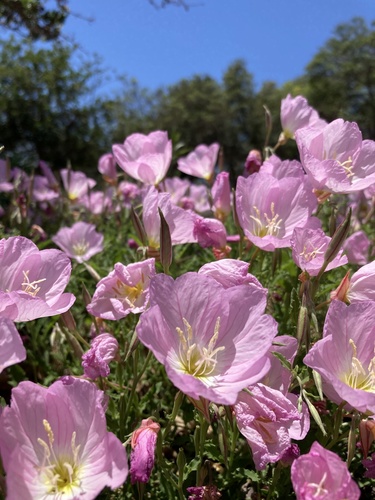 iNaturalist observation photo of Pinkladies