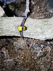 Sataspes