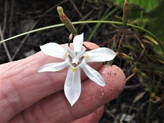 Moraea viscaria