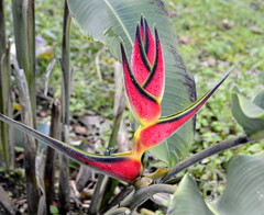 Heliconia orthotricha