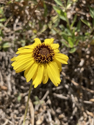 iNaturalist observation photo of California brittlebush