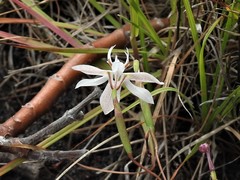 Moraea viscaria