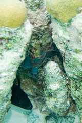 Rypticus saponaceus