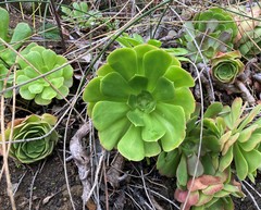 Aeonium arboreum