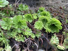 Aeonium arboreum