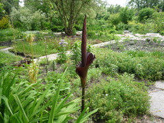 Amorphophallus konjac