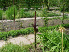Amorphophallus konjac
