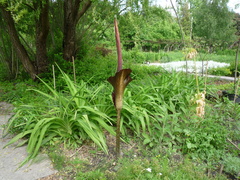 Amorphophallus konjac