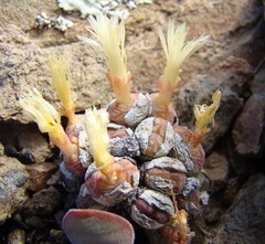 Conophytum ficiforme