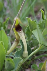 Aristolochia paucinervis
