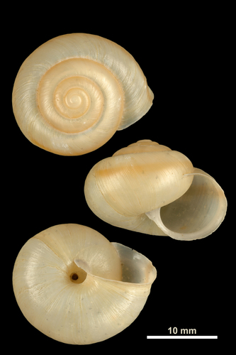 Lapinė krūmsraigė nuotrauka