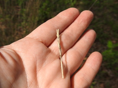 Elionurus tripsacoides