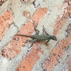 Tropidurus catalanensis