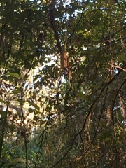 Trichonephila clavipes image