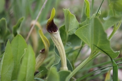 Aristolochia paucinervis