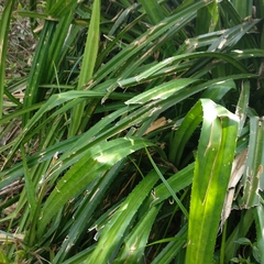 Pandanus austrosinensis