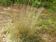 Elionurus tripsacoides