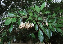 Hymenocardia ulmoides