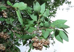 Hymenocardia ulmoides